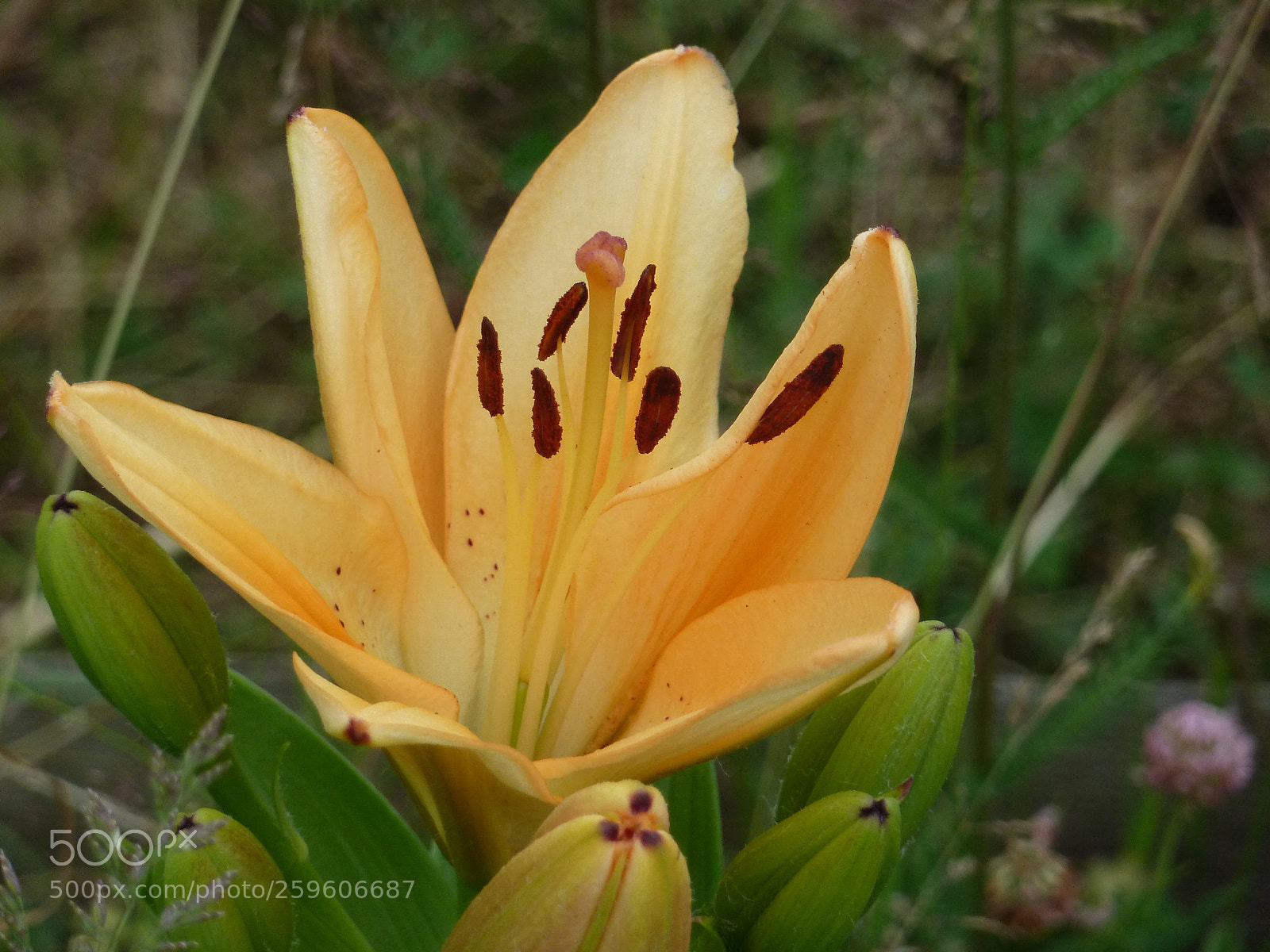 Panasonic Lumix DMC-ZS7 (Lumix DMC-TZ10) sample photo. Beautiful lilies. in the photography