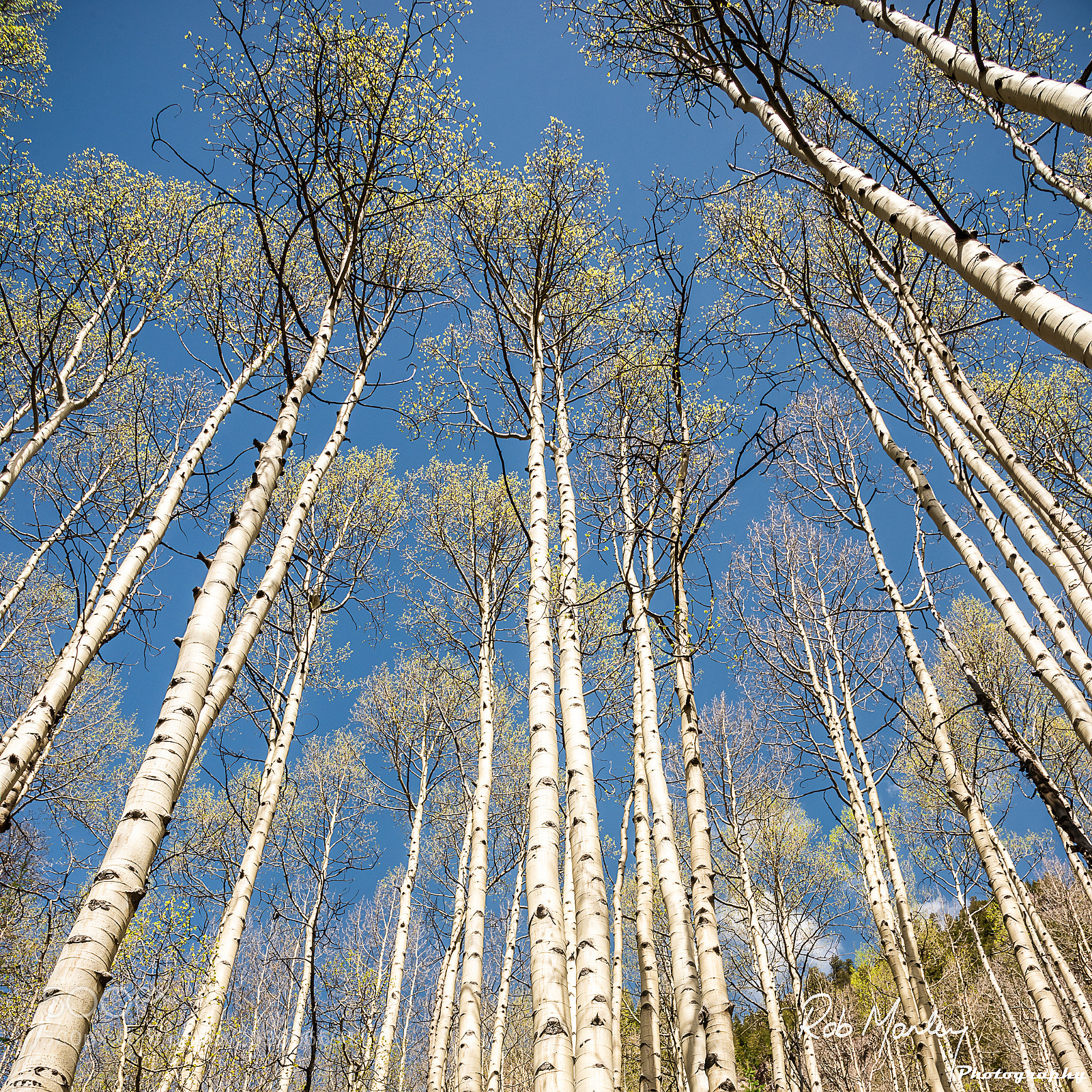 Nikon D810 sample photo. Waking aspen photography