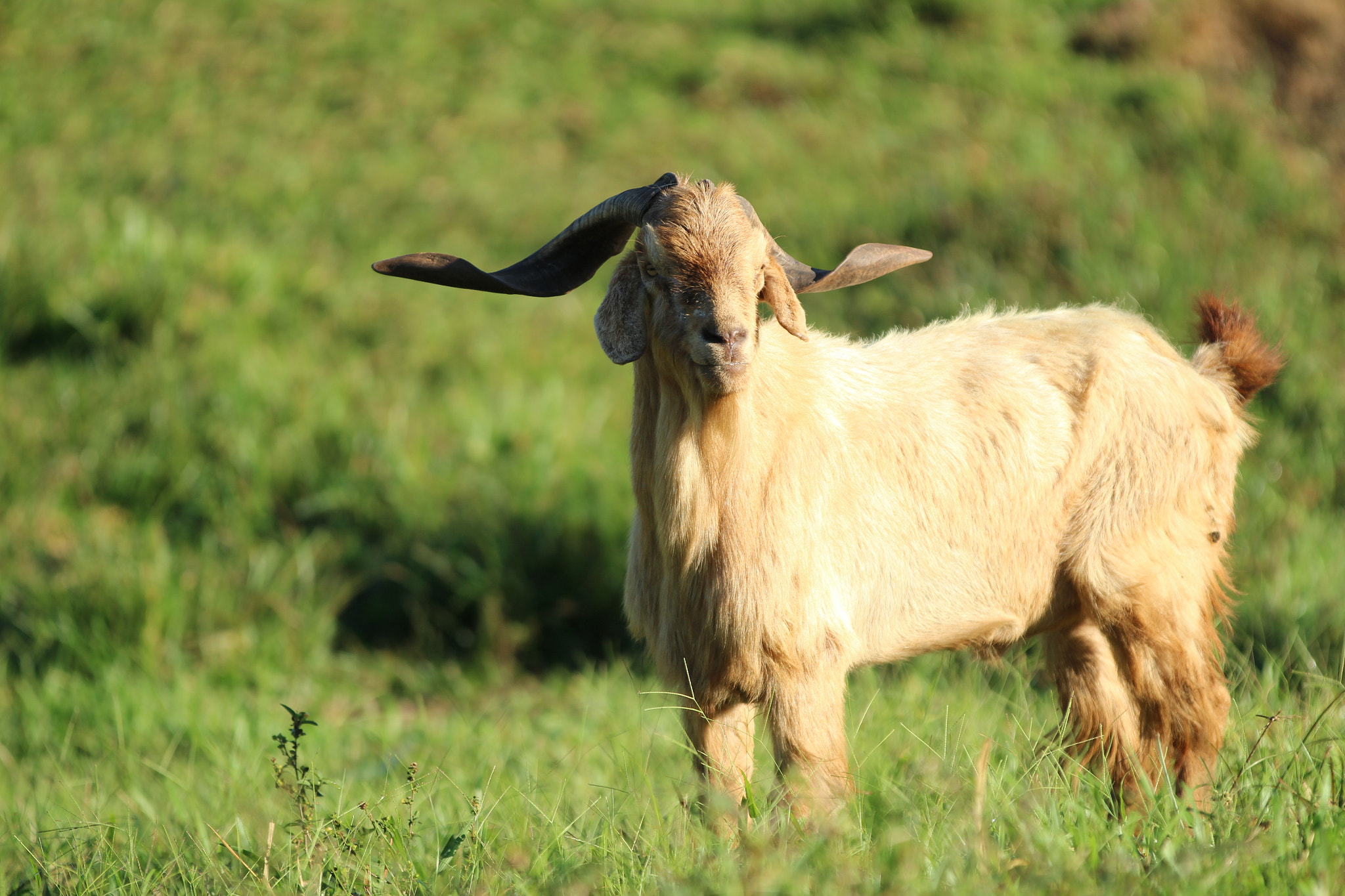 Canon EOS 1300D (EOS Rebel T6 / EOS Kiss X80) sample photo. Old goat... photography