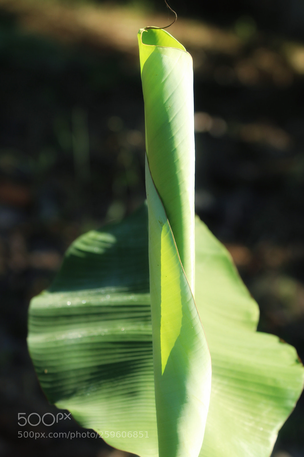 Canon EOS 1300D (EOS Rebel T6 / EOS Kiss X80) sample photo. Banana tree leaf... photography