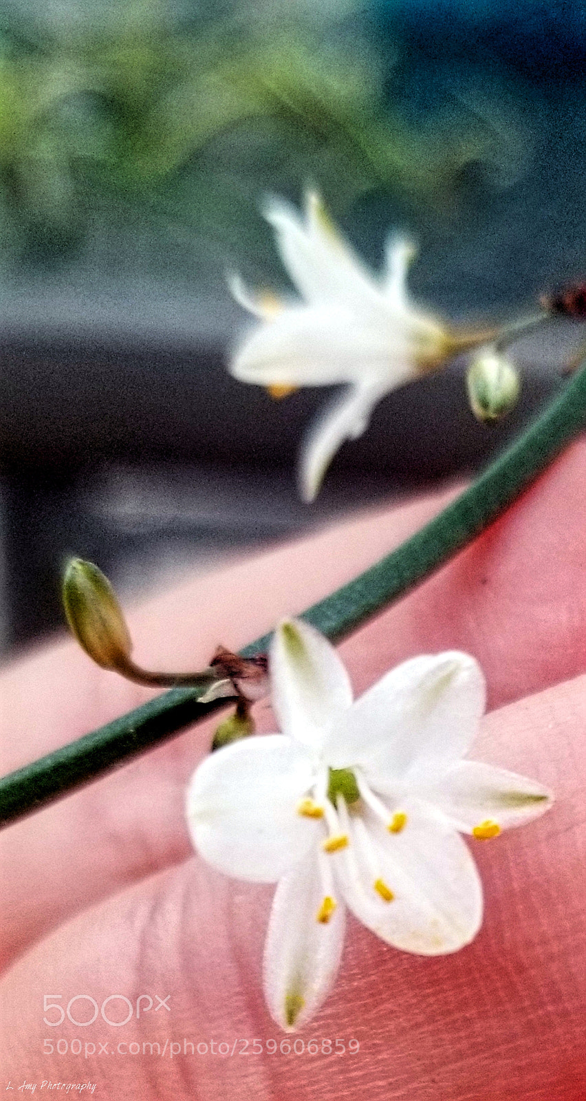 Samsung Galaxy S8 sample photo. Spider plant photography