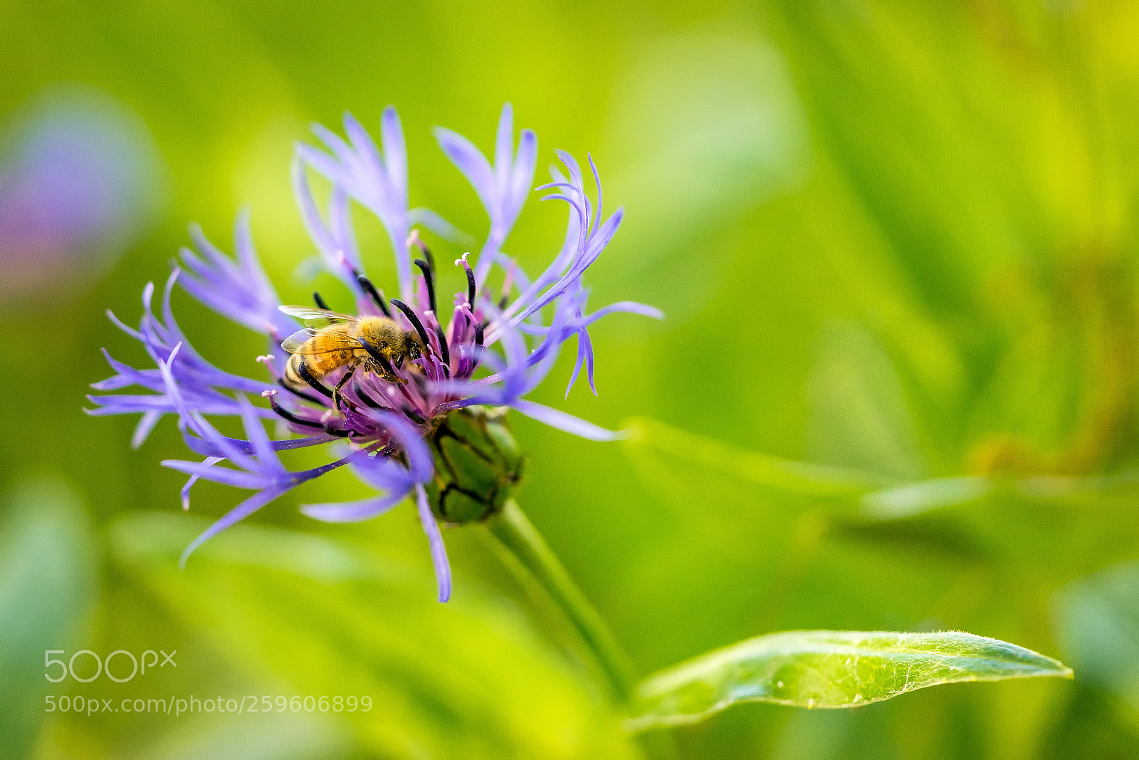 Sony a7 sample photo. Purple pleasure photography
