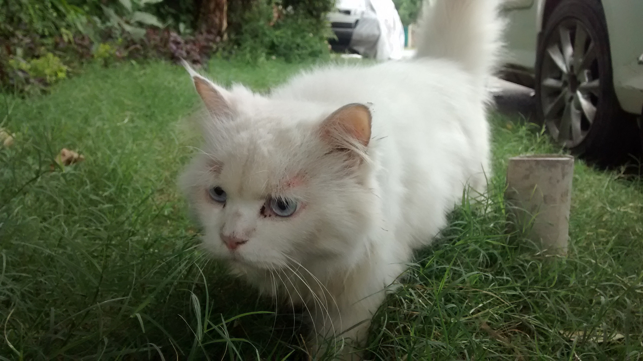 Motorola XT1032 sample photo