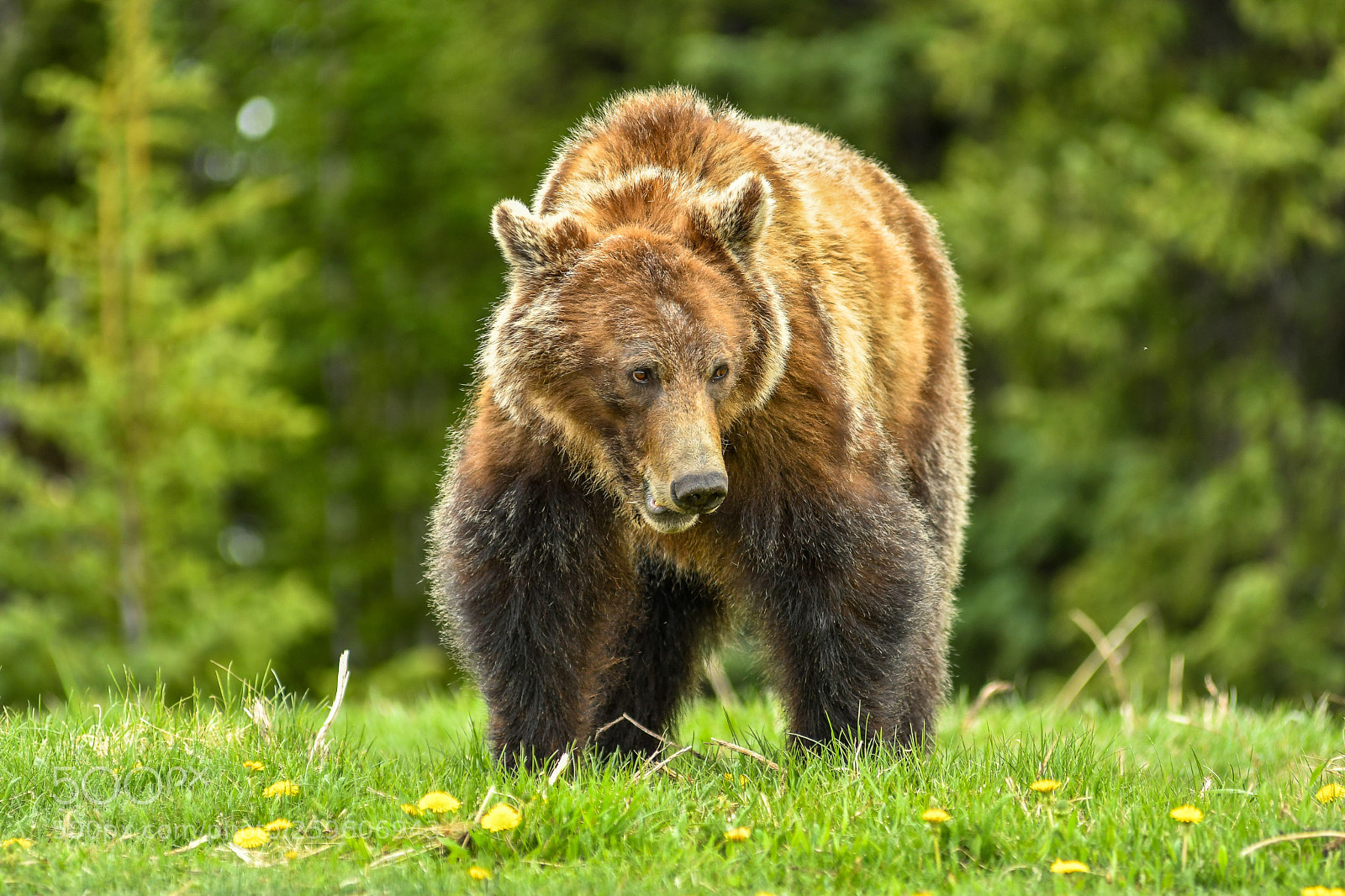 Nikon D7500 sample photo. Young grizzly photography