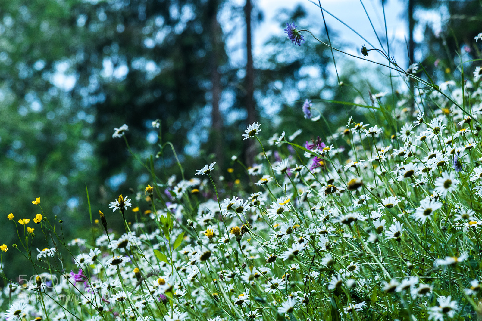Nikon D7500 sample photo. Flower meadow photography