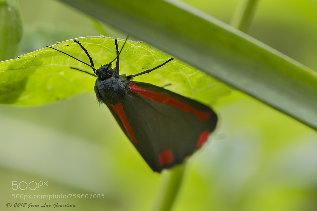 Nikon D7200 sample photo. Goutte de sang photography