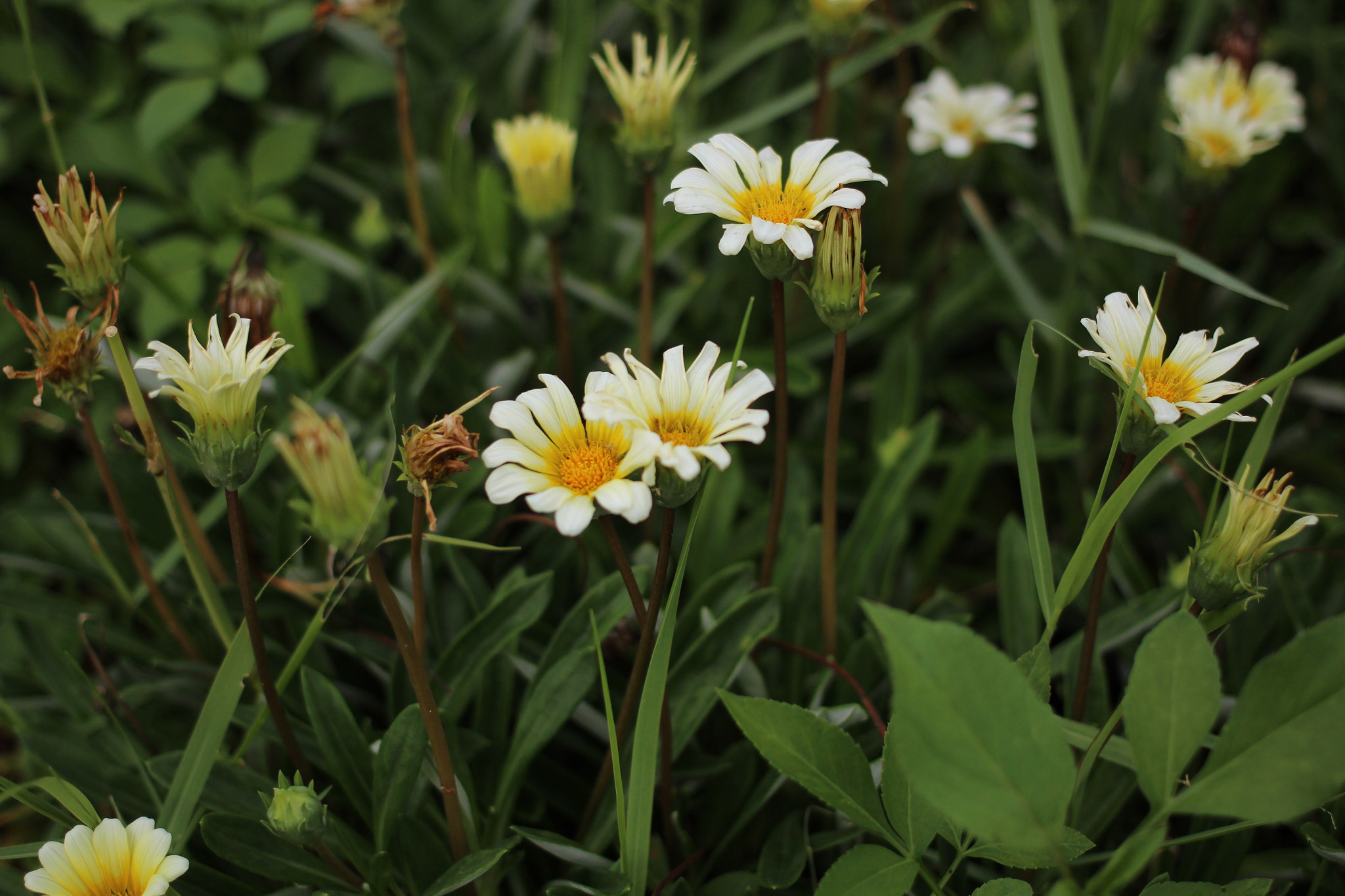 Canon EOS 600D (Rebel EOS T3i / EOS Kiss X5) sample photo. Flower @big island photography