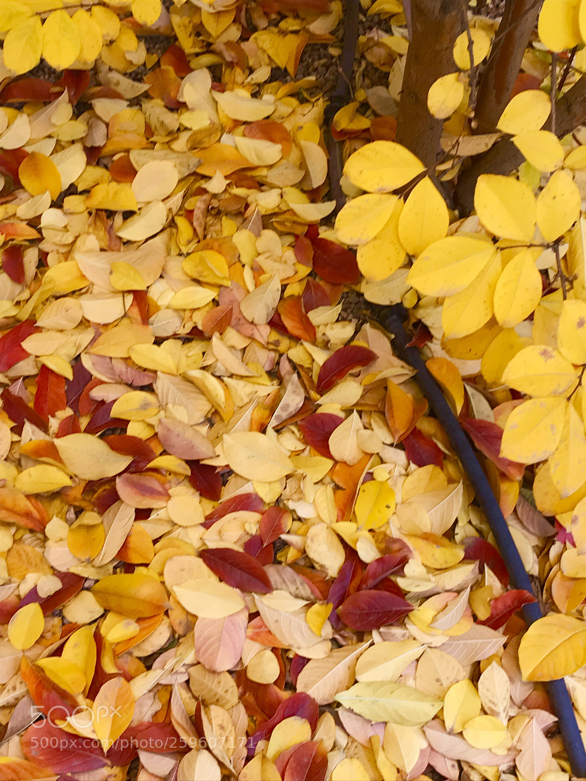 Apple iPhone 7 sample photo. Autumn leaves ?  photography