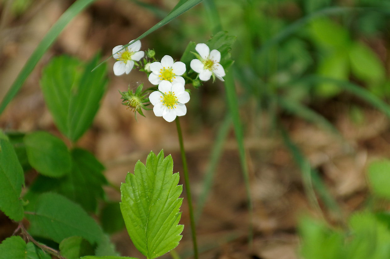 Pentax KP sample photo. Tiny wildflowers photography