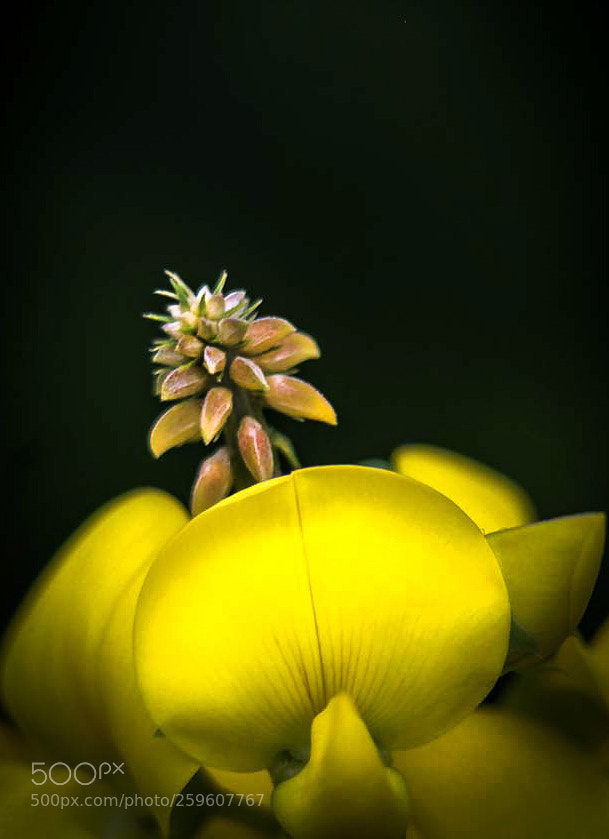Canon EOS 600D (Rebel EOS T3i / EOS Kiss X5) sample photo. Flower 96 photography
