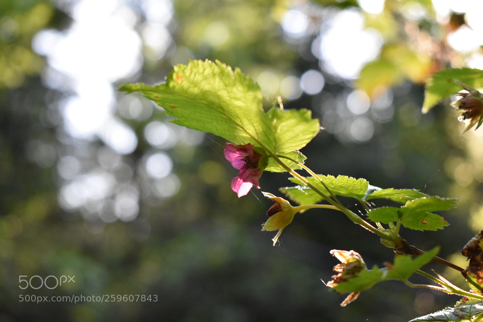 Nikon D3400 sample photo. Salmon berries photography