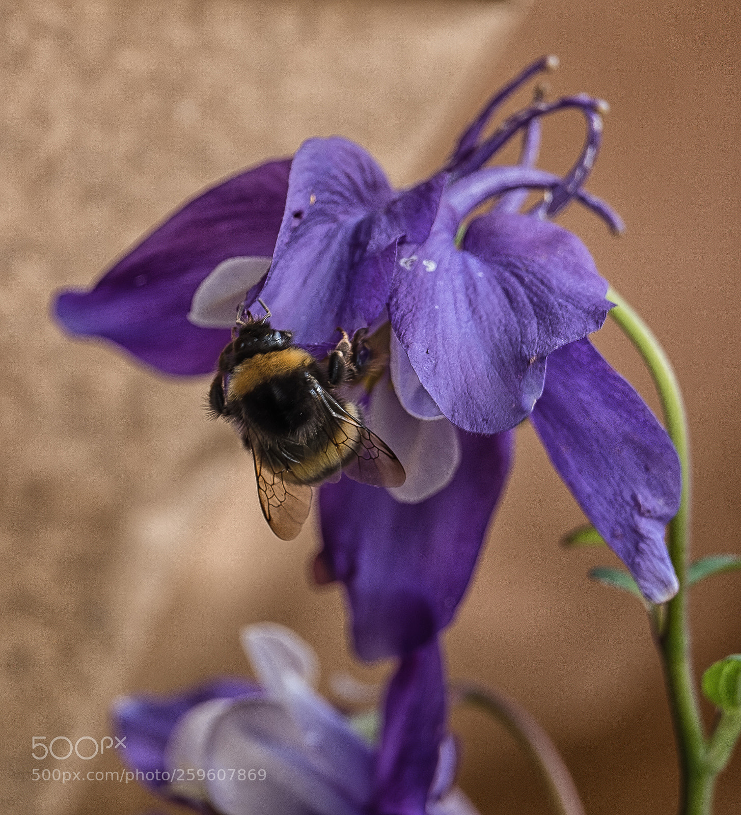 Fujifilm X-T2 sample photo. Bee photography