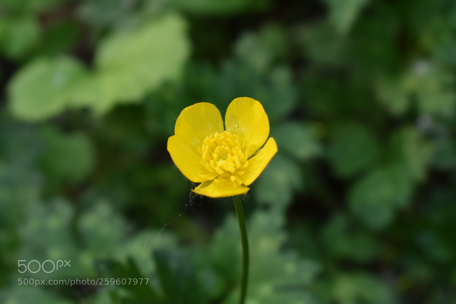 Nikon D3400 sample photo. Yellow butter cup photography