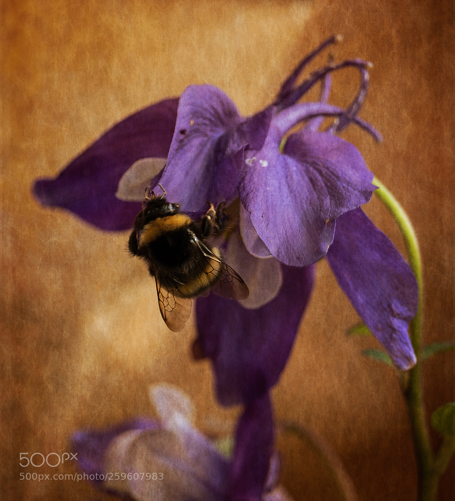 Fujifilm X-T2 sample photo. Bee with texture photography