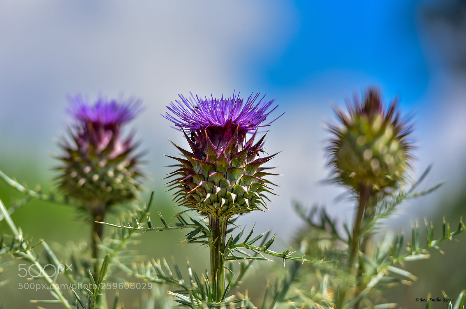 Nikon D750 sample photo. Flor del cardo  photography