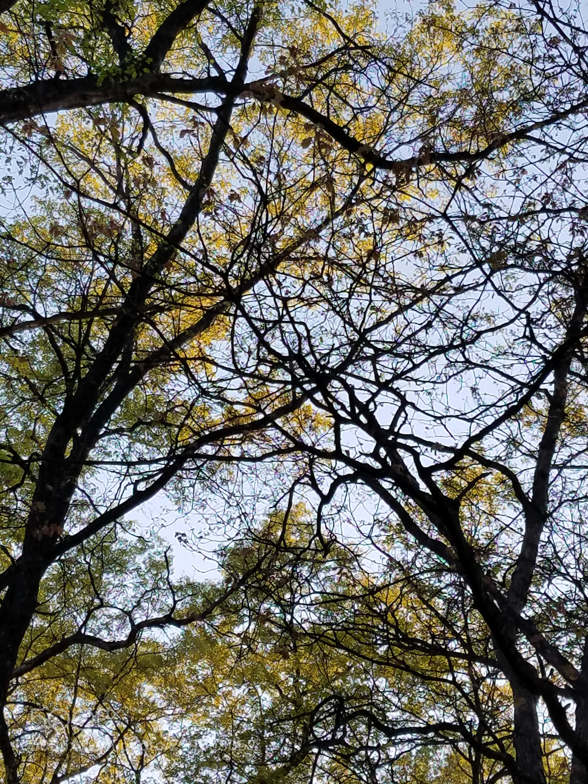 Samsung Galaxy S7 Edge sample photo. Branches cross photography