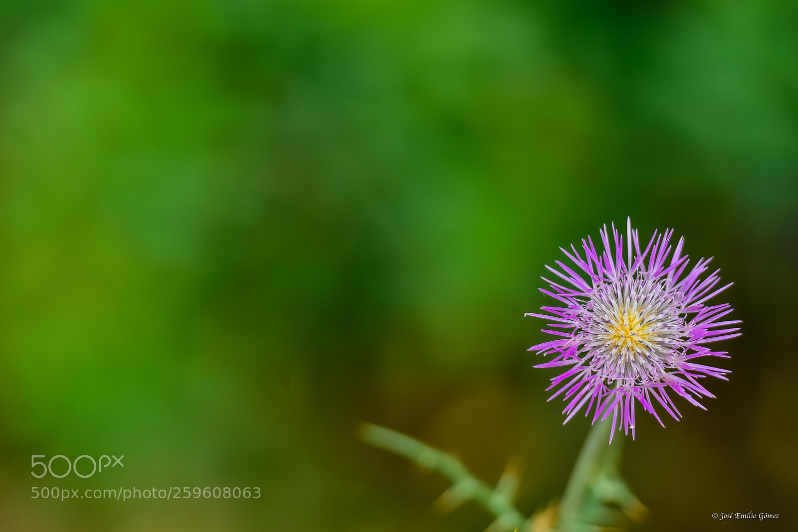 Nikon D750 sample photo. Flor
 photography