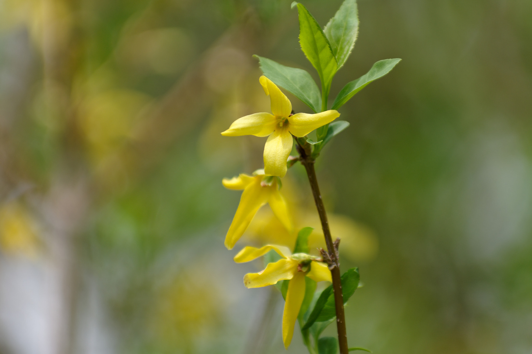 Pentax smc DA* 50-135mm F2.8 ED (IF) SDM sample photo. Yellow flowering bush photography