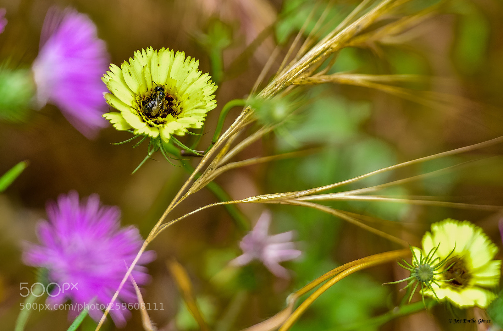 Nikon D750 sample photo. De flor en flor photography
