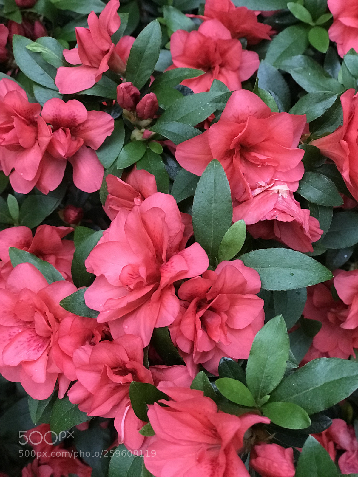 Apple iPhone 7 Plus sample photo. Flowers photography