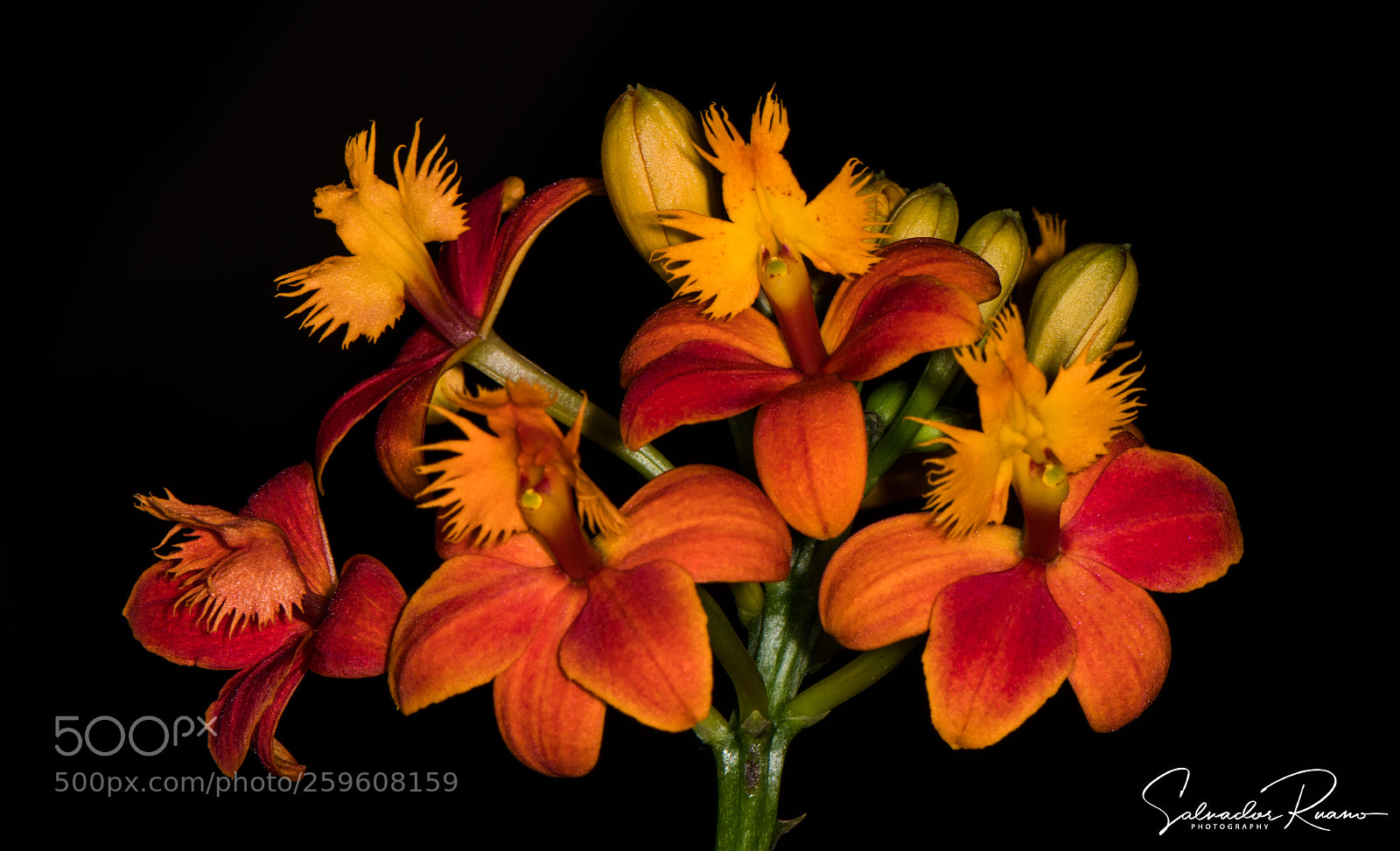 Nikon D7500 sample photo. Epidendrum orange photography