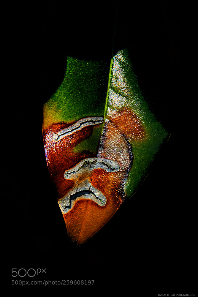 Fujifilm X-T2 sample photo. Picasso zulu leaf photography
