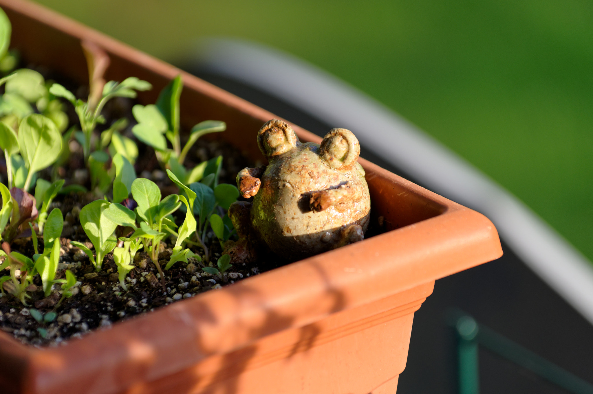 Pentax KP sample photo. Guardian of the lettuce box photography