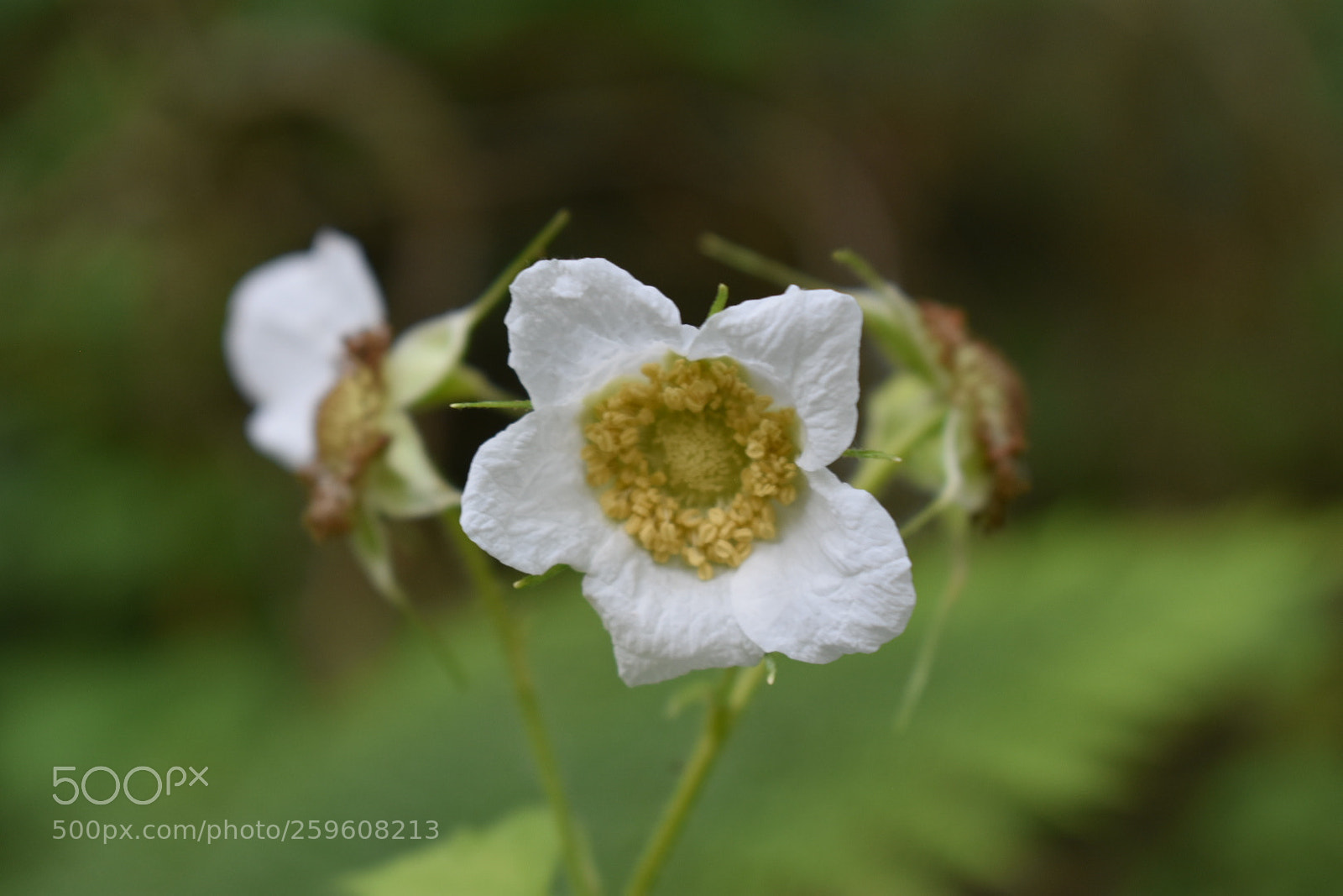 Nikon D3400 sample photo. White flower photography