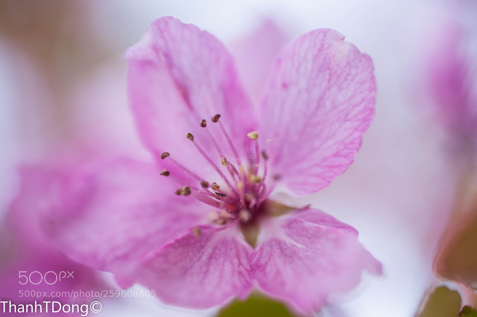 Nikon D700 sample photo. Pink photography