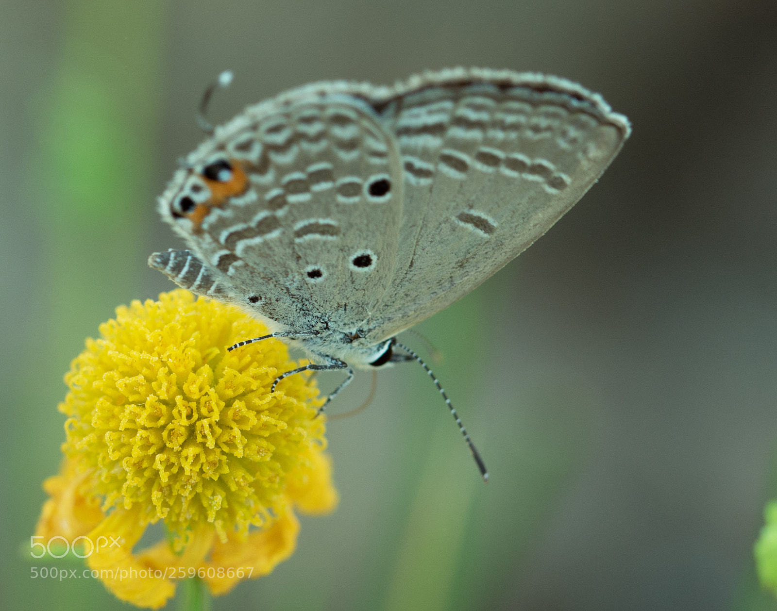 Canon EOS 7D Mark II sample photo. Butterfly and ... v2 photography