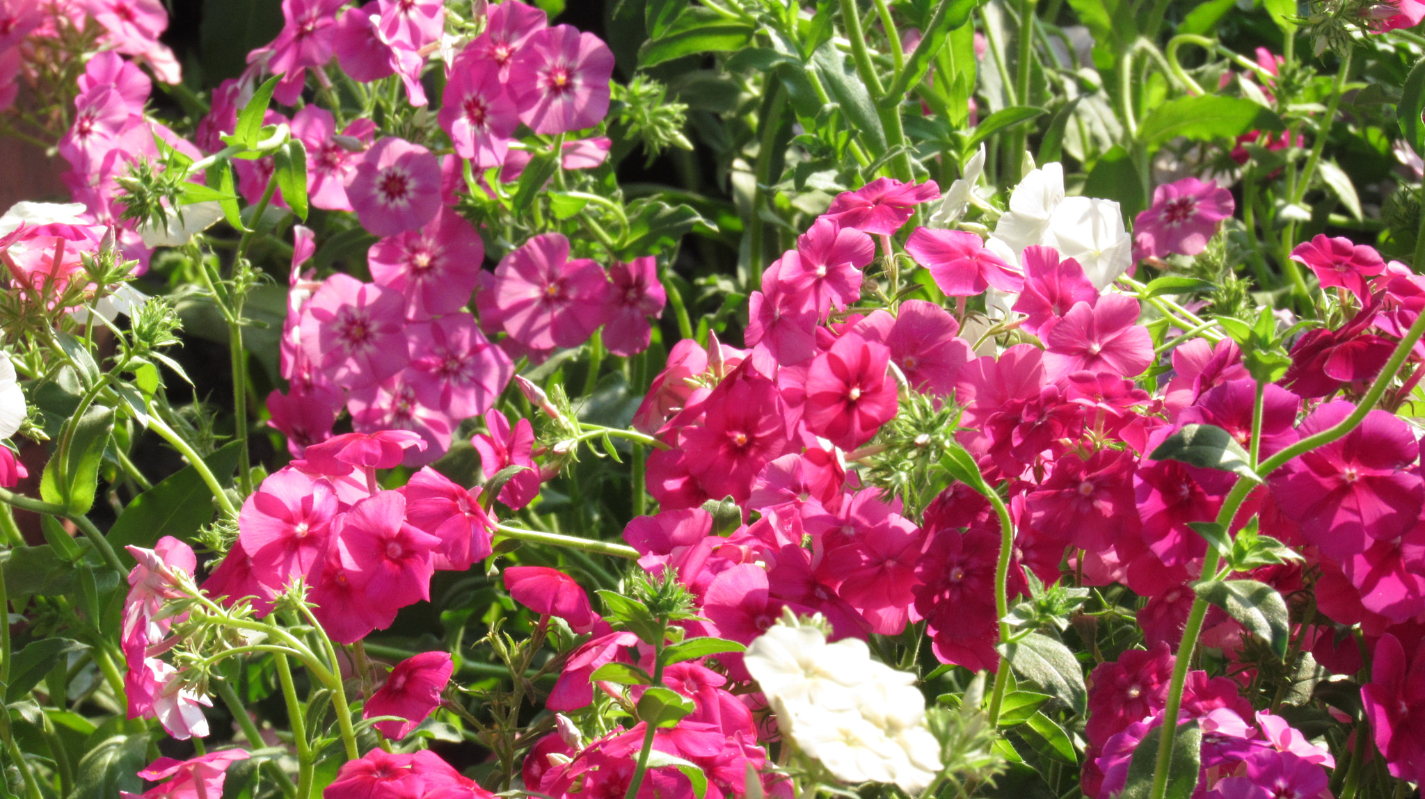Canon PowerShot SX520 HS sample photo. Flowers photography