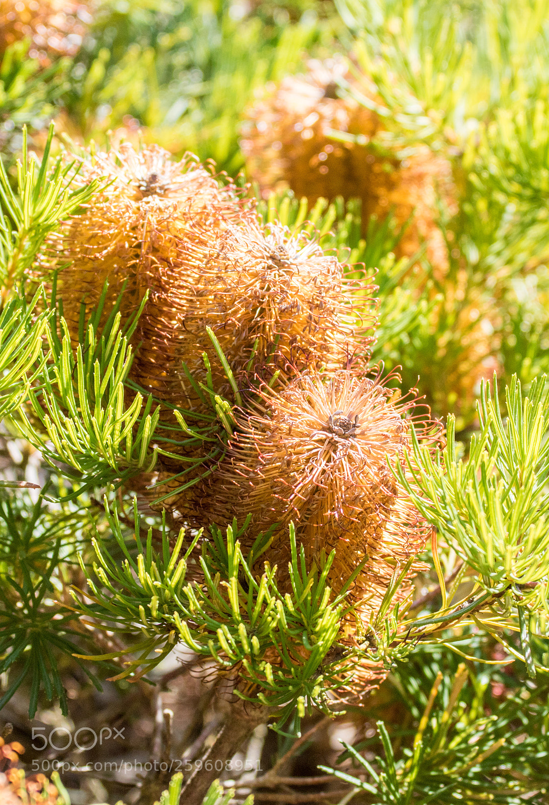 Canon EOS 7D Mark II sample photo. Australian flora photography