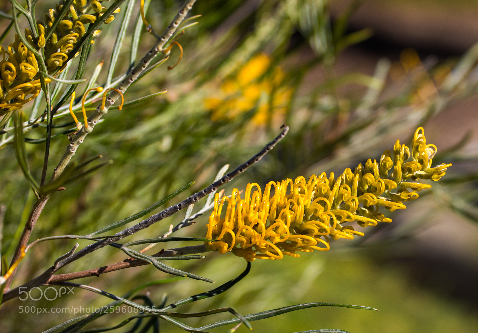 Canon EOS 7D Mark II sample photo. Australian flora photography