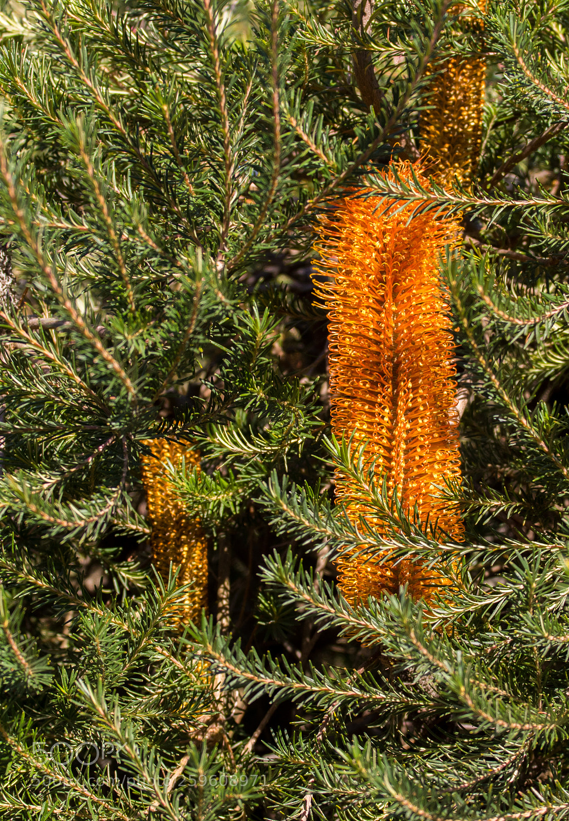 Canon EOS 7D Mark II sample photo. Australian flora photography