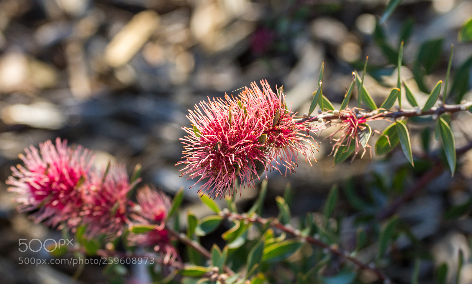 Canon EOS 7D Mark II sample photo. Australian flora photography
