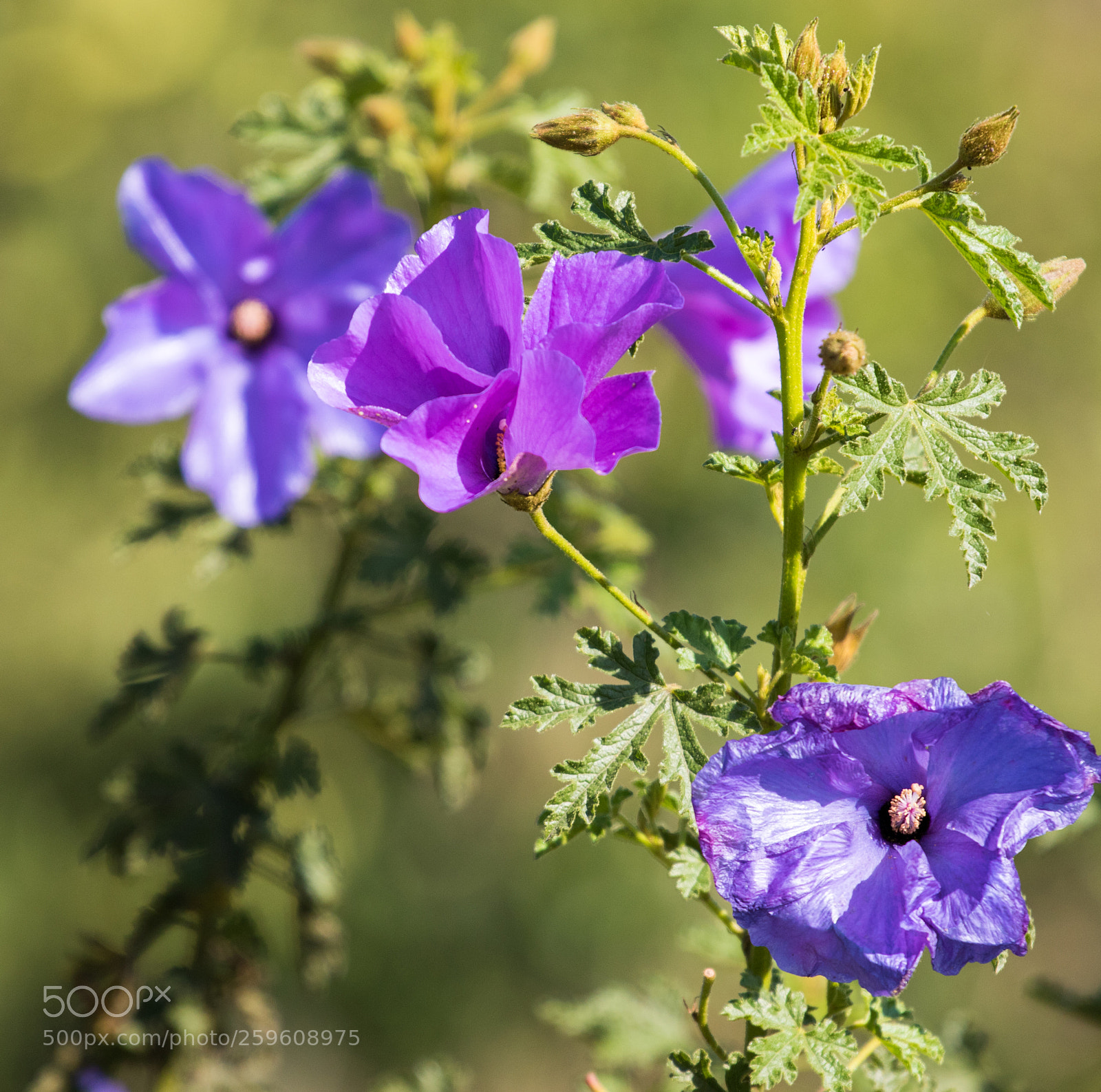 Canon EOS 7D Mark II sample photo. Australian flora photography