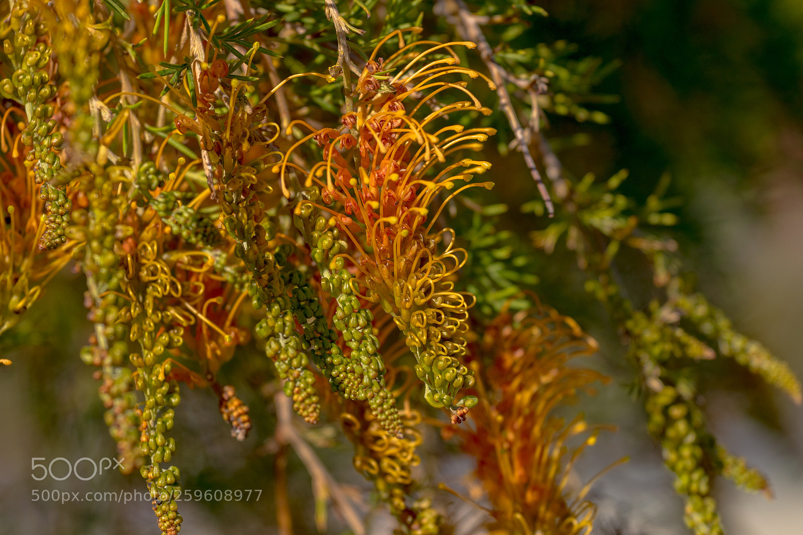 Canon EOS 7D Mark II sample photo. Australian flora photography