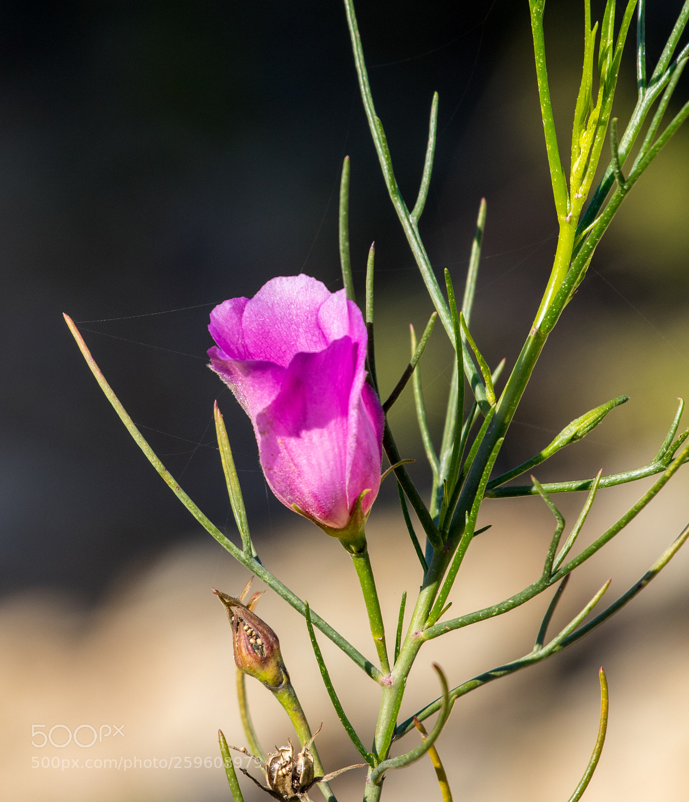 Canon EOS 7D Mark II sample photo. Australian flora photography