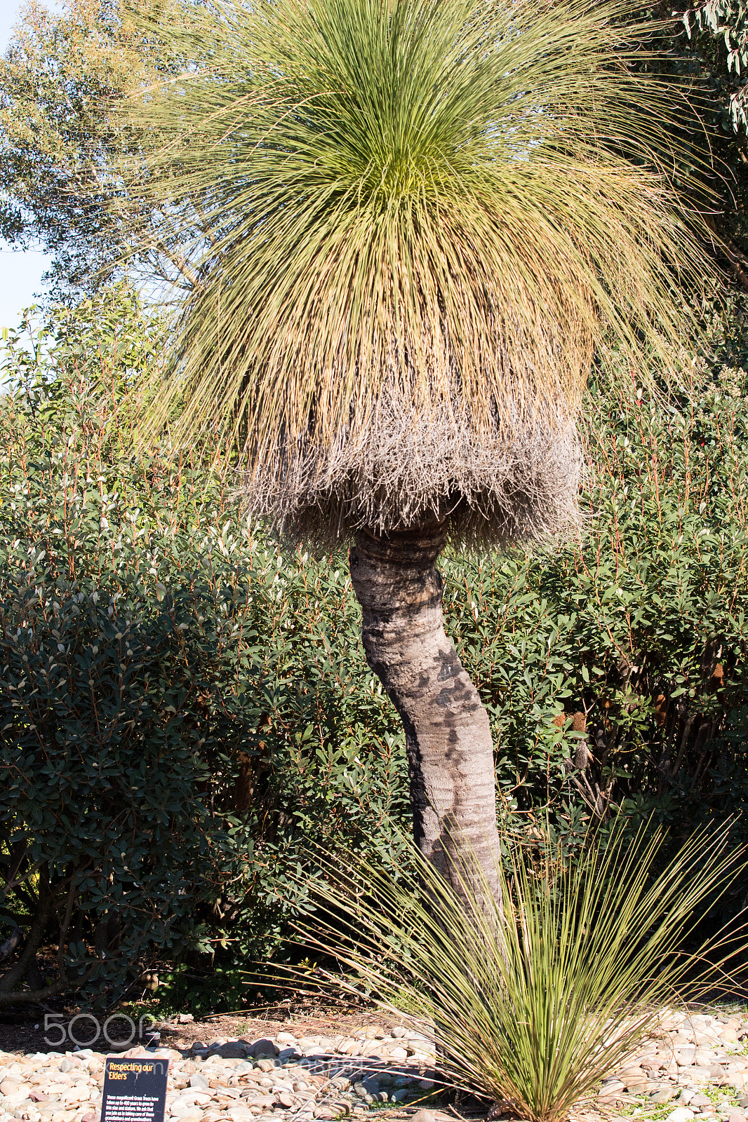 Canon EOS 7D Mark II sample photo. Australian flora photography