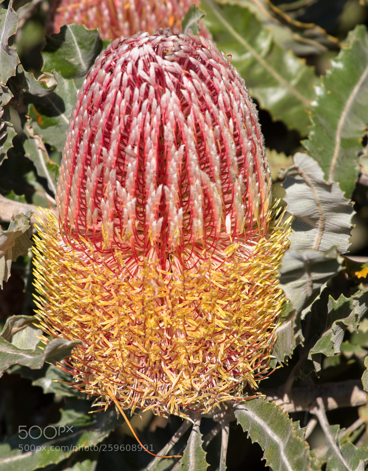 Canon EOS 7D Mark II sample photo. Australian flora photography