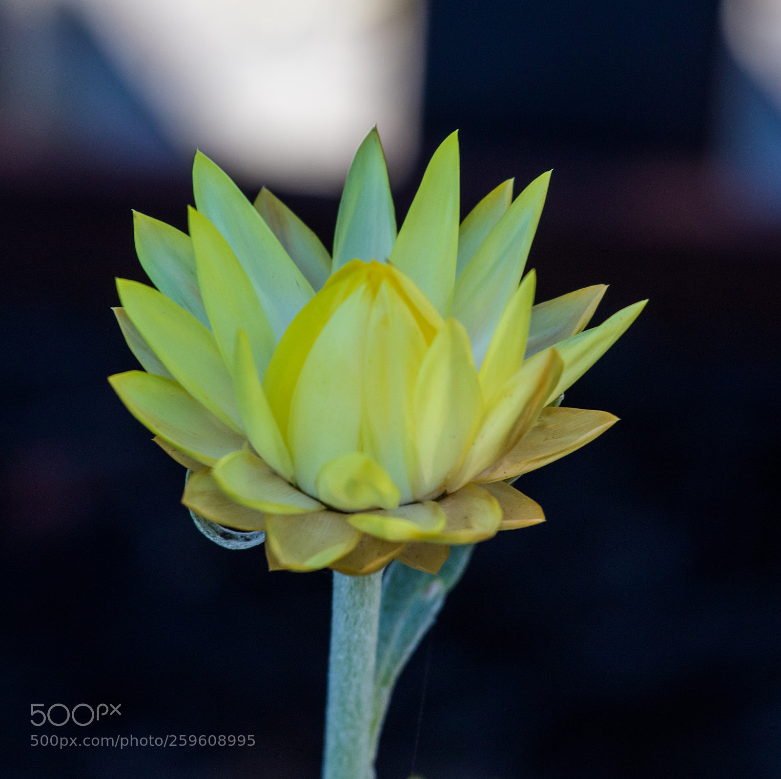 Canon EOS 7D Mark II sample photo. Australian flora photography
