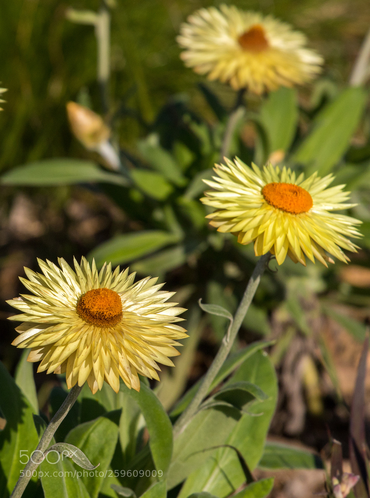 Canon EOS 7D Mark II sample photo. Australian flora photography