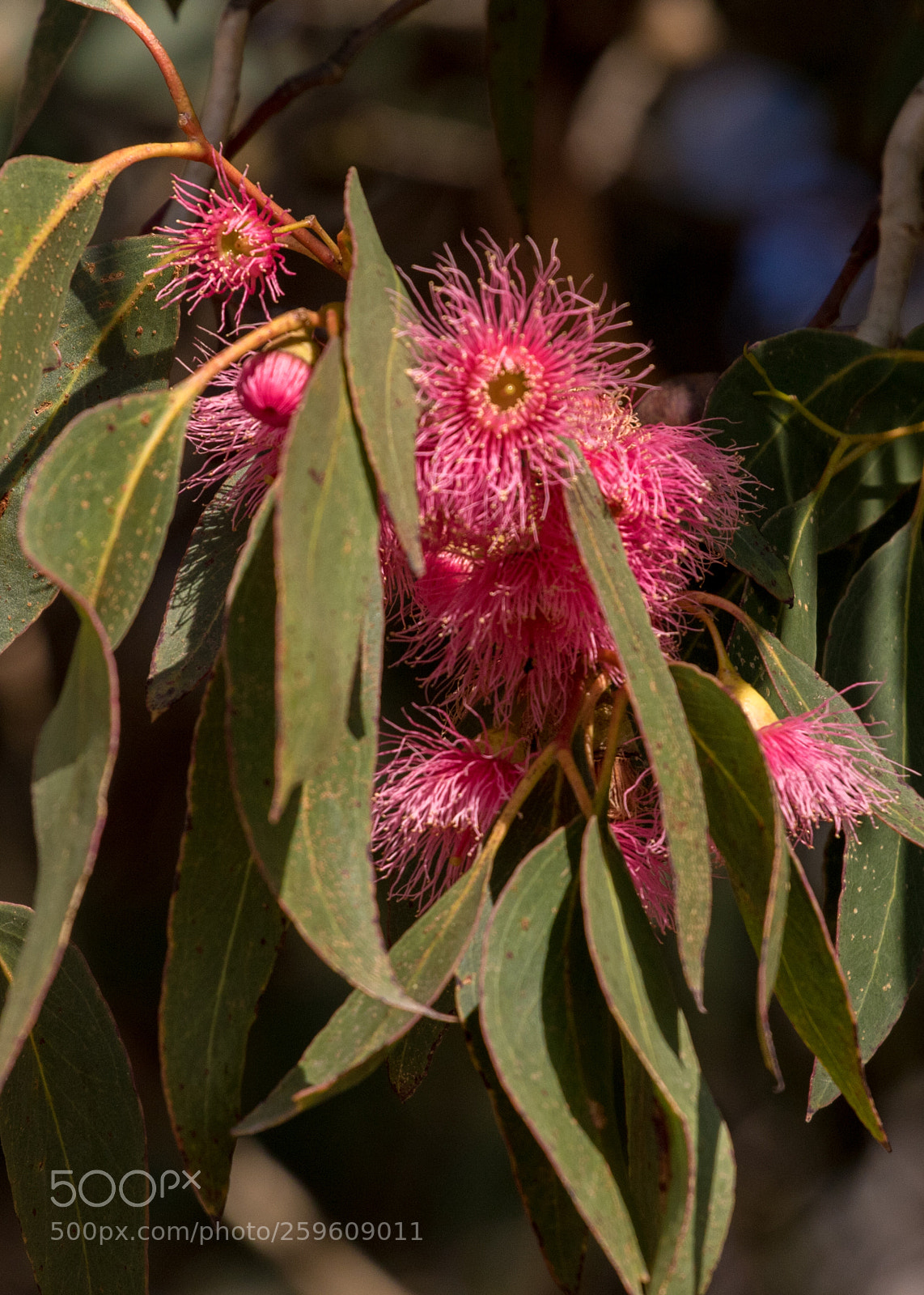 Canon EOS 7D Mark II sample photo. Australian flora photography