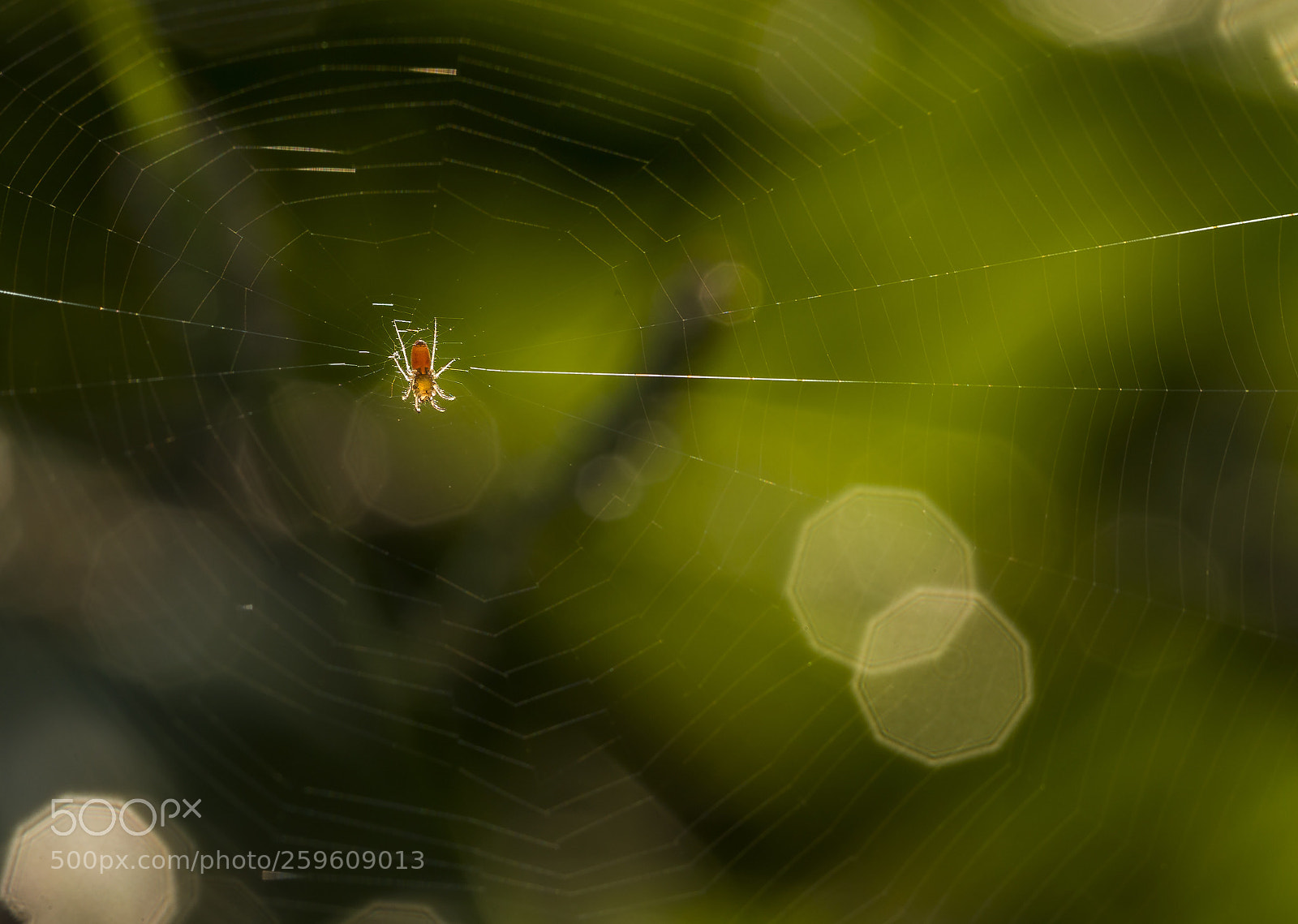 Canon EOS 6D sample photo. Web spider photography