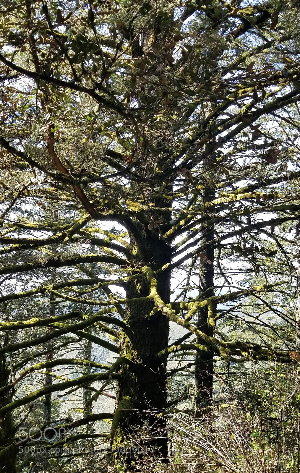 Samsung Galaxy S7 Edge sample photo. Majestic redwoods 2 photography