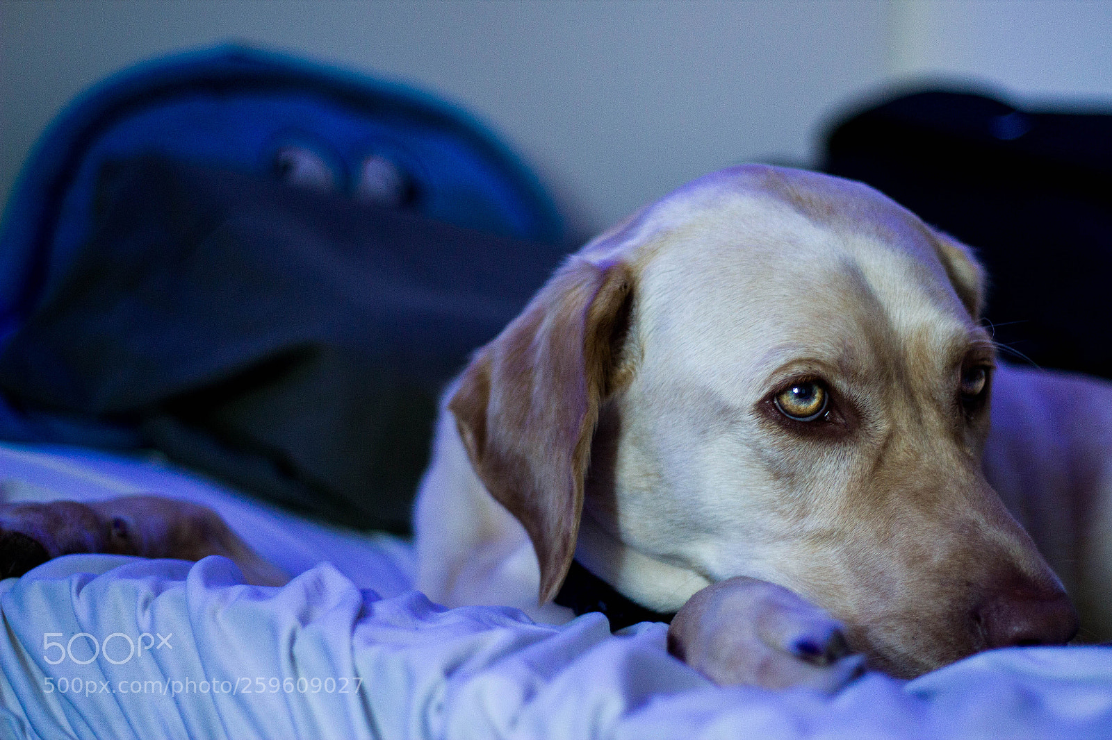 Canon EOS 550D (EOS Rebel T2i / EOS Kiss X4) sample photo. My doggo photography