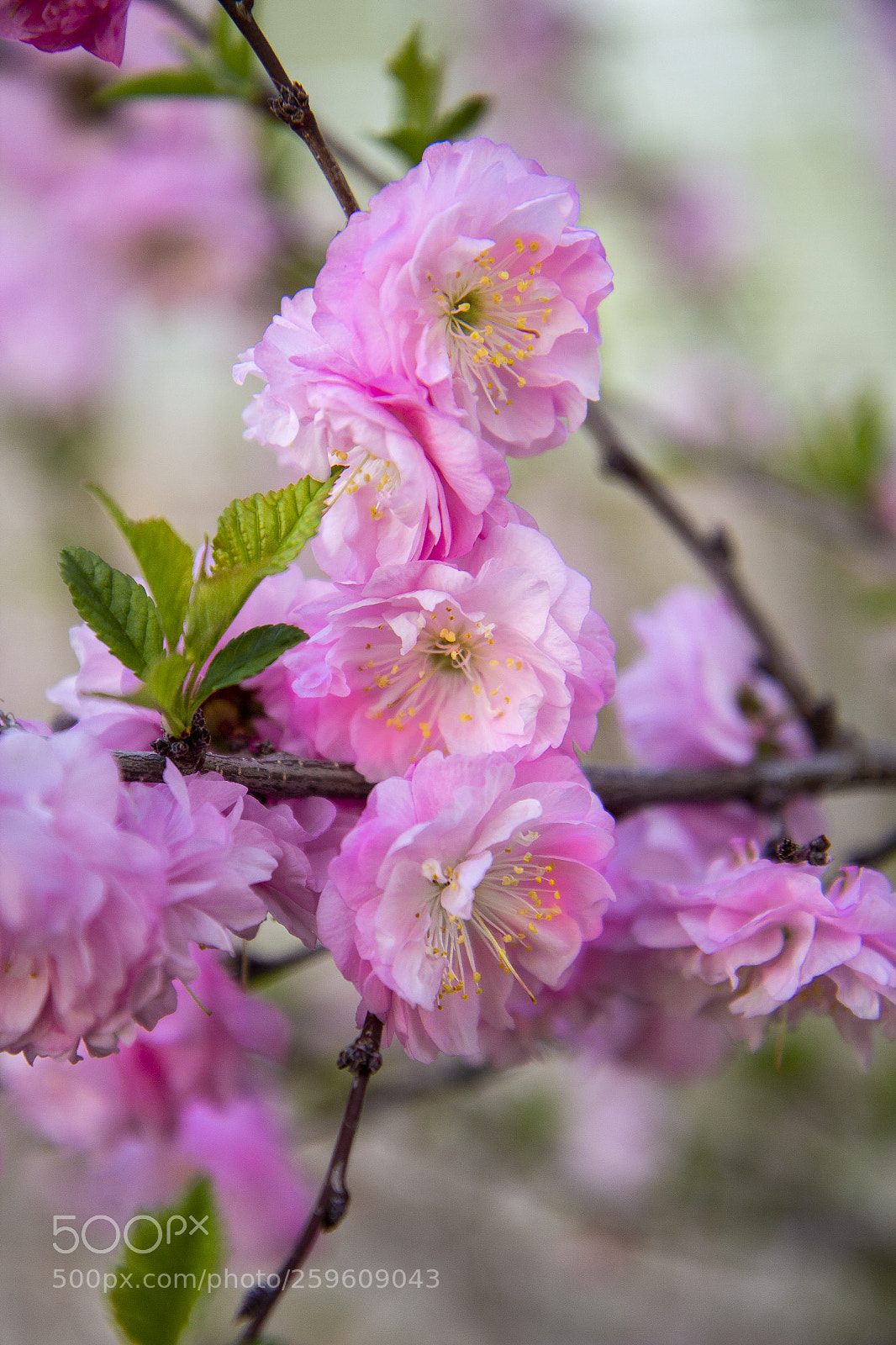 Canon EOS 60D sample photo. Pink blooms on a photography