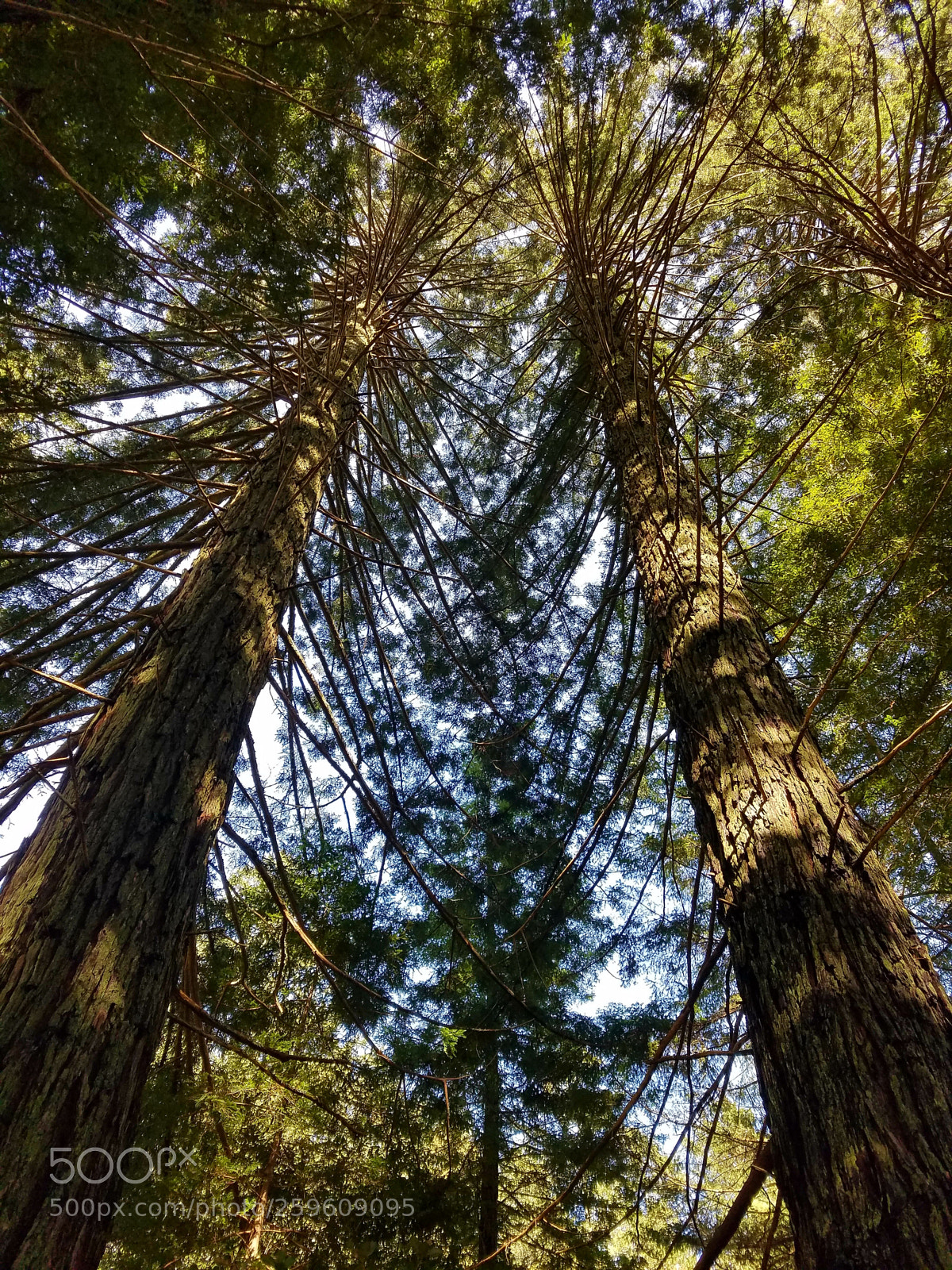 Samsung Galaxy S7 Edge sample photo. Majestic redwoods 3 photography