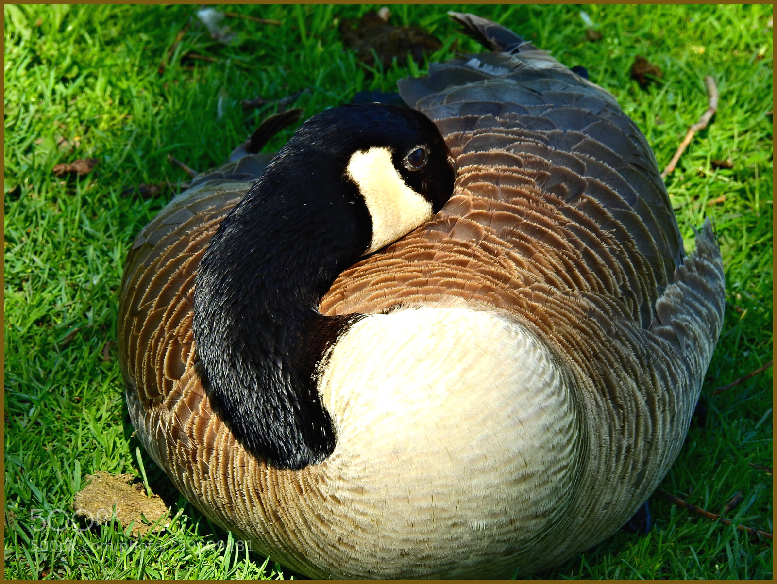 Nikon Coolpix P900 sample photo. Canada goose ll photography
