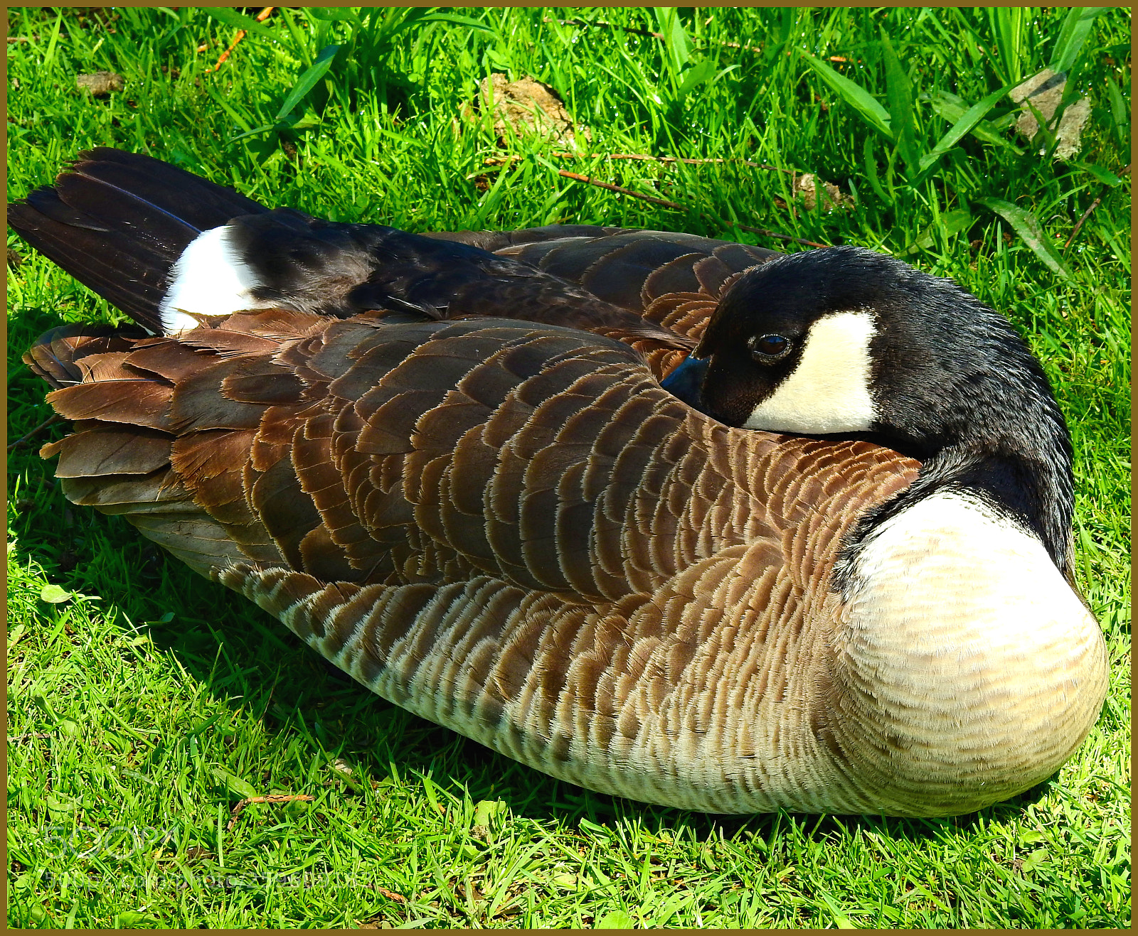 Nikon Coolpix P900 sample photo. Canada goose photography